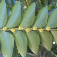 Phyllanthus buxifolius (Blume) Müll.Arg.